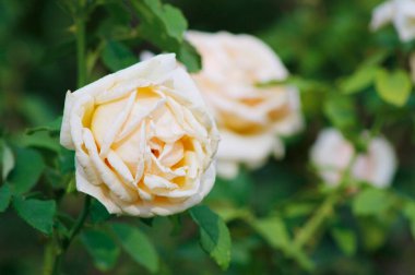 Güzel beyaz bir gül yeşil bir çalılığın arkasında.