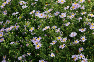 Bahçedeki güzel çiçekler