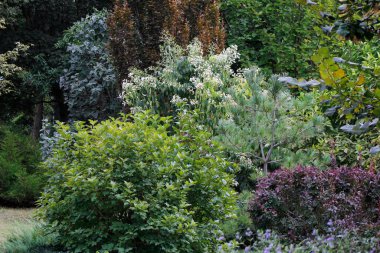 Bahçedeki yeşil bitkiler