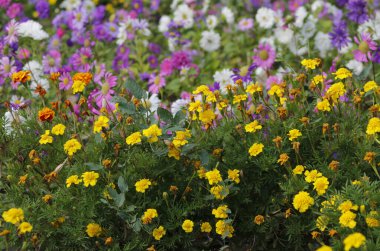 Bahçedeki çiçekler