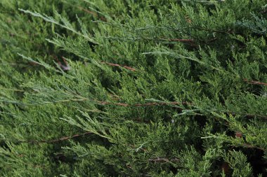 Mazı (bitki)-dalları yakın