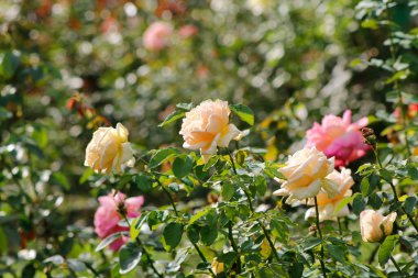 Bahçedeki gül çalıları