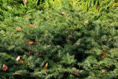 Bahçedeki köknar dalları 