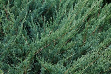 yeşil köknar ağacı dalları