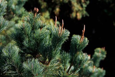 Çam iğnelerini kapatın.