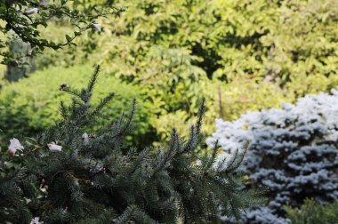 Bahçedeki dekoratif kozalaklı bitkiler