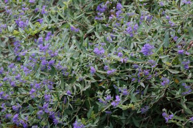 Karyopteris çiçekleri kapanıyor