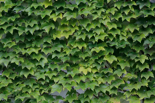 Yeşil Sarmaşık arkaplan bırakır