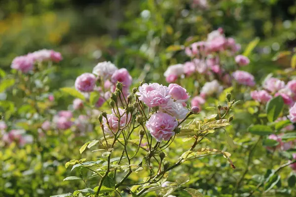 Bahçede pembe güller
