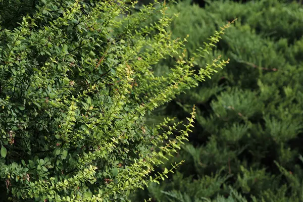 Yeşil yapraklar yakın.