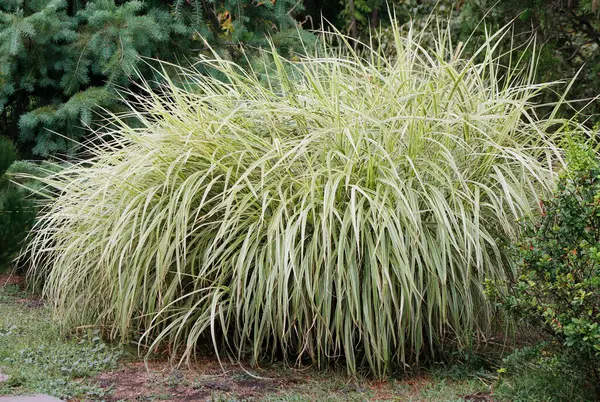 Süslü bahçe bitkisi miscanthus