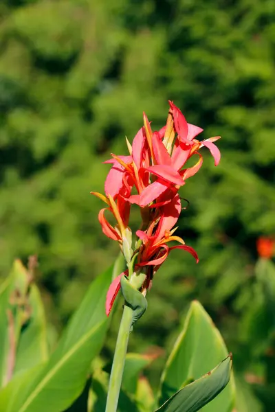 Bahçede çiçek açamazsın.
