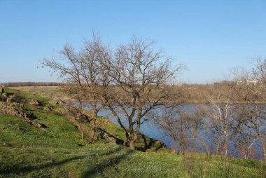 landscape of river and trees in spring