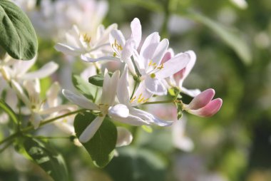 Hanımeli çiçekleri kapatın