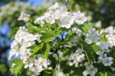 tree in bloom in the garden