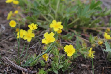 the first yellow spring flowers