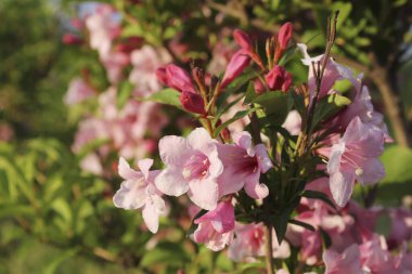 Çiçek çalısı. Yaklaş. 