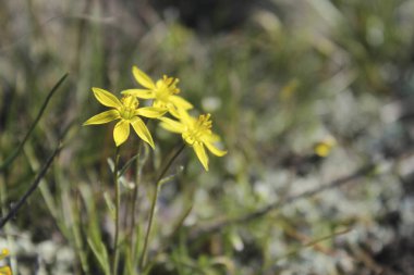Güzel sarı bahar çiçekleri 