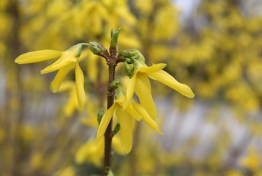 first spring yellow flowers forsythia