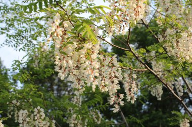 Bahçede çiçek açan akasya çiçekleri