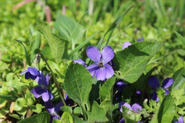 the first spring flowers of violets