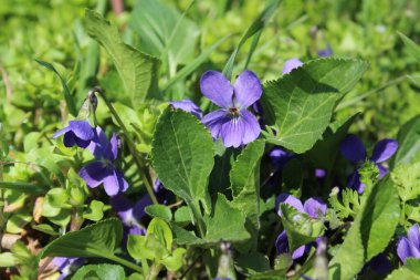 the first spring flowers of violets