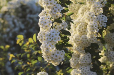 Baharda Çiçekli Spirea Bush