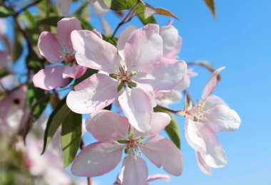 İlkbaharda ağaçta pembe çiçekler