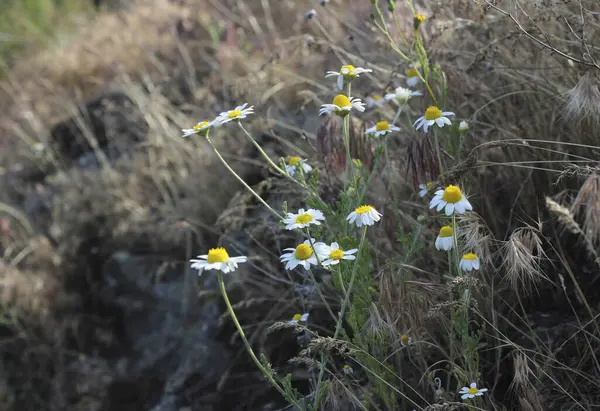 Ormanda yabani çiçekler