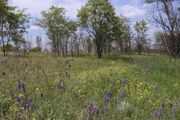 Ormanda güzel bahar çiçekleri