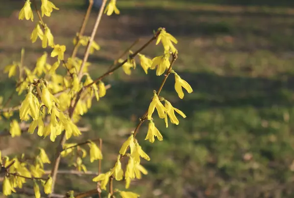 first spring yellow flowers forsythia