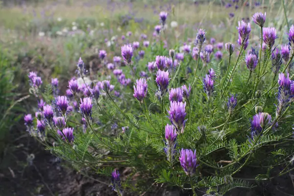 Mor çiçeklerin yakın çekimi.