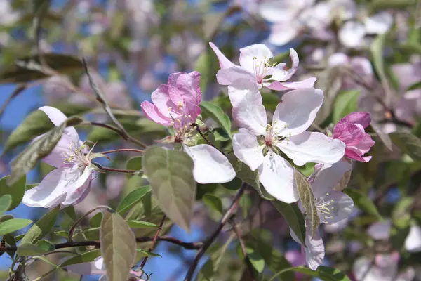 İlkbaharda güzel çiçekler