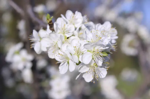 Ağaçtaki beyaz çiçekler