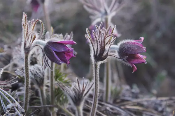 beautiful spring flowers pasqueflower