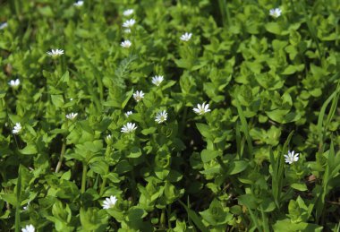 Yeşil çimlerin üzerinde beyaz çiçekler