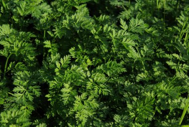 yeşil çimenlerin arkaplanı