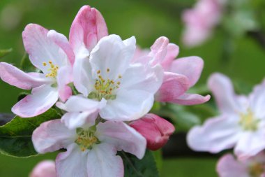 güzel çiçek açan ağaç bahar