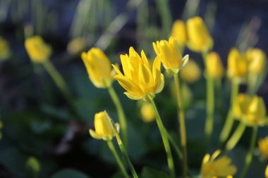 first flowers of celandine