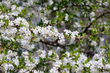 bahçede pembe çiçek