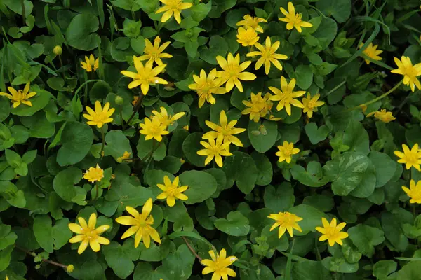 first flowers of celandine