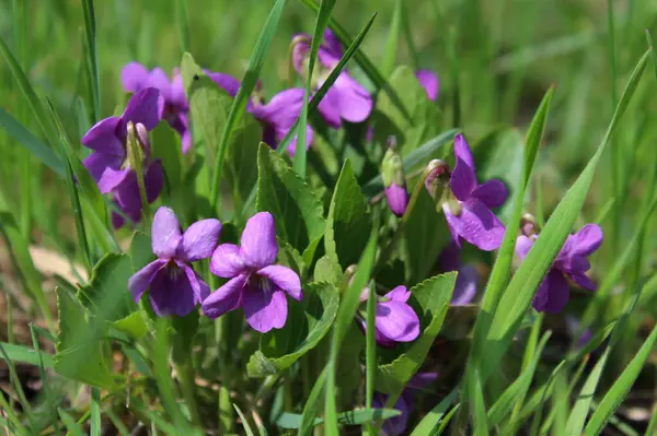 the first spring flowers of violets
