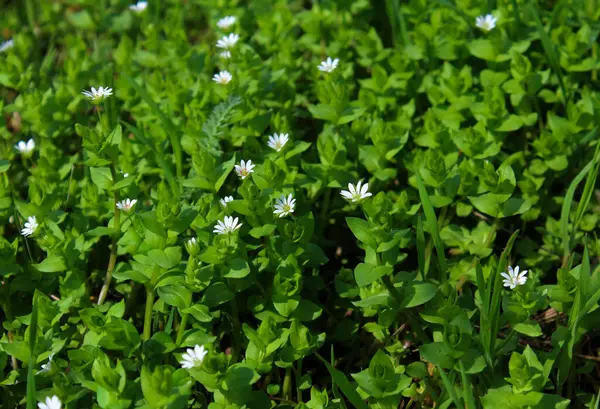 Yeşil çimlerin üzerinde beyaz çiçekler