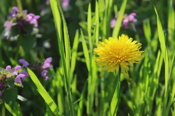 Bahçedeki sarı karahindiba çiçekleri