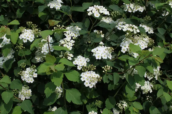 Baharda Çiçekli Spirea Bush