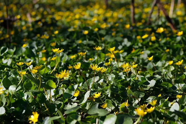 first flowers of celandine