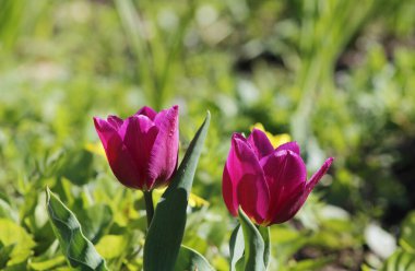 Çiçek tarhında koyu pembe laleler