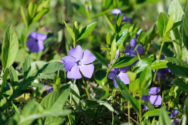 Mavi menekşe çiçekleri kapatın