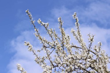 Arka planda mavi gökyüzü olan beyaz çiçek açan kiraz ağacı..