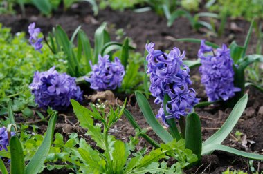 Bahçedeki mavi sümbül